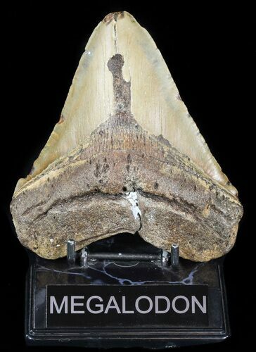 Bargain, Megalodon Tooth - North Carolina #47830